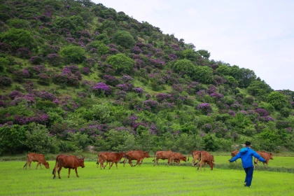 Cắm trại checkin tại đảo Cù lao Câu Bình thuận Cắm trại checkin tại đảo Cù lao Câu Bình thuận