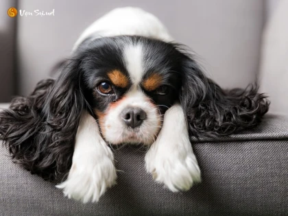 Tử vi 12 con giáp ngày 16 tháng 9 năm 2023