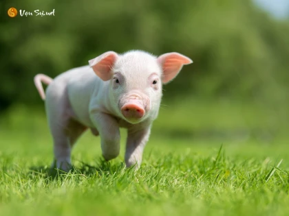 Tử vi 12 con giáp ngày 16 tháng 9 năm 2023