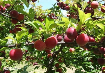 Tour Sapa - Lai Châu - Điện Biên - Mộc Châu - Mai Châu 5N4Đ