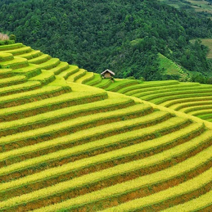 Voucher giảm giá Tour du lịch Mù Cang Chải mùa lúa chín 3 ngày 2 đêm từ Hà Nội