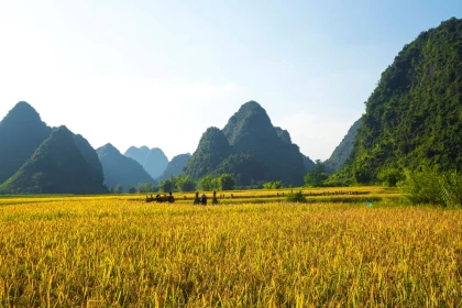 4 điểm đến Checkin mùa vàng ở Cao Bằng 4 điểm đến Checkin mùa vàng ở Cao Bằng