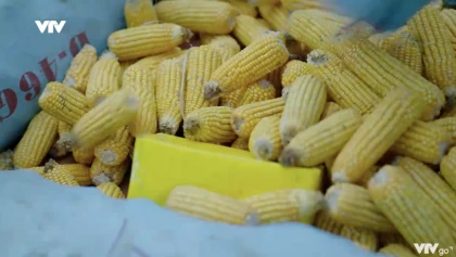 Cuộc chiến không giới tuyến - Tập 8 Preview