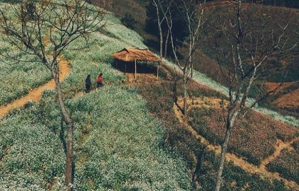 Mùa hoa cải trắng Mộc châu