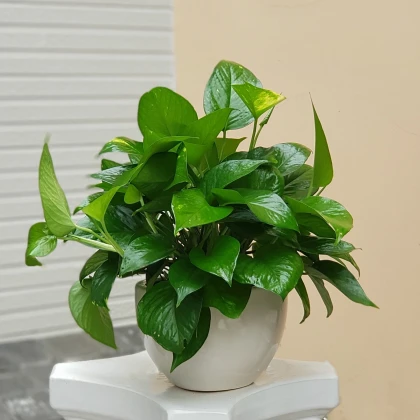 Top 7 loại cây nên được trồng trong nhà tốt cho sức khỏe Top 7 loại cây nên được trồng trong nhà tốt cho sức khỏe