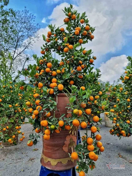 Top 7 loại cây nên được trồng trong nhà tốt cho sức khỏe Top 7 loại cây nên được trồng trong nhà tốt cho sức khỏe