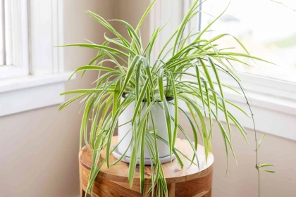 Top 7 loại cây nên được trồng trong nhà tốt cho sức khỏe Top 7 loại cây nên được trồng trong nhà tốt cho sức khỏe