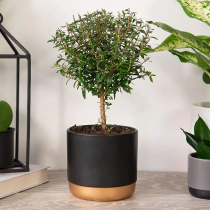 Top 7 loại cây nên được trồng trong nhà tốt cho sức khỏe Top 7 loại cây nên được trồng trong nhà tốt cho sức khỏe