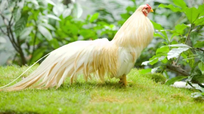 Tử vi 12 con giáp ngày 3 tháng 10 năm 2023