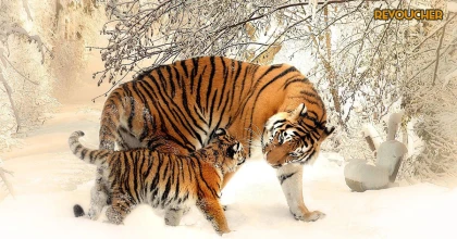 Tử vi 12 con giáp ngày 4 tháng 10 năm 2023