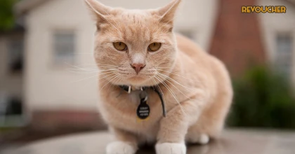 Tử vi 12 con giáp ngày 5 tháng 10 năm 2023 Tử vi 12 con giáp ngày 5 tháng 10 năm 2023