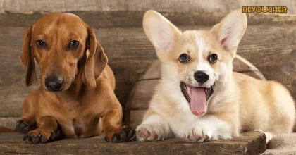 Tử vi thứ 2 ngày 9/10/2023 của 12 con giáp