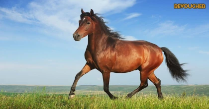 Tử vi thứ 4 ngày 11/10/2023 của 12 con giáp