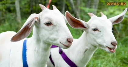 Tử vi thứ 5 ngày 12/10/2023 của 12 con giáp